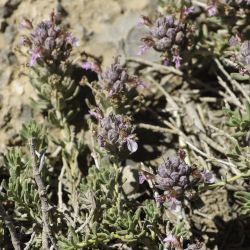 Teucrium ducellieri