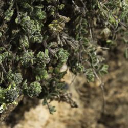 Teucrium faurei