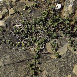 Teucrium faurei