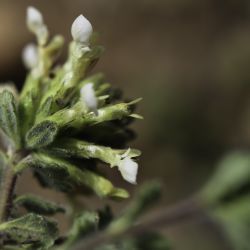 Teucrium faurei