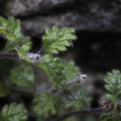 Teucrium faurei