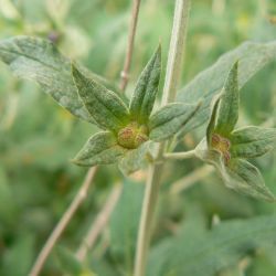 Teucrium fruticans