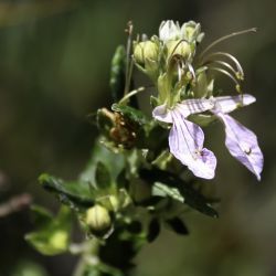 Teucrium fruticans