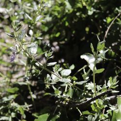 Teucrium fruticans