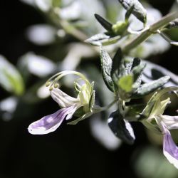 Teucrium fruticans