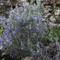 Teucrium fruticans