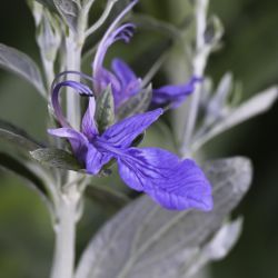 Teucrium fruticans