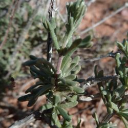 Teucrium jolyi