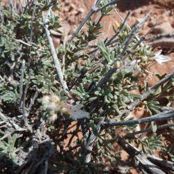 Teucrium jolyi