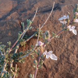 Teucrium jolyi