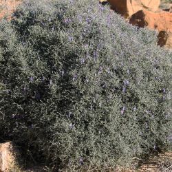 Teucrium malenconianum