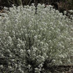 Teucrium mideltense