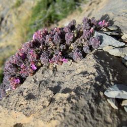 Teucrium musimonum