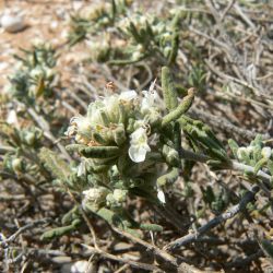 Teucrium polium