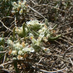 Teucrium polium