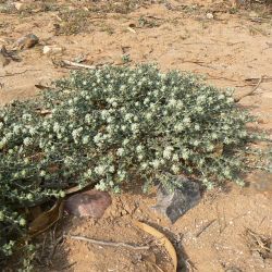 Teucrium polium