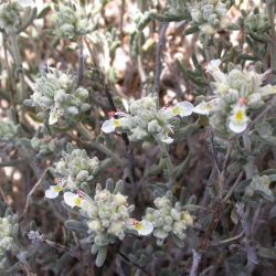 Teucrium polium