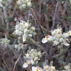 Teucrium polium