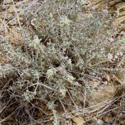 Teucrium polium