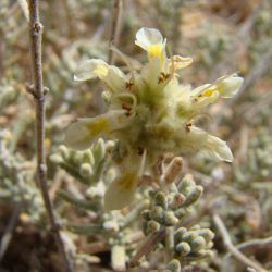 Teucrium polium