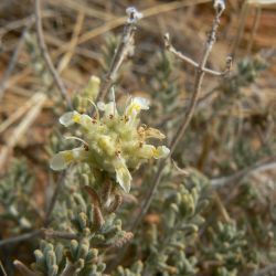 Teucrium polium
