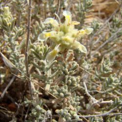 Teucrium polium