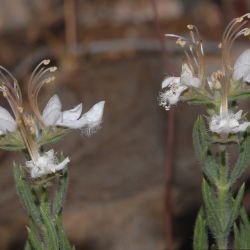 Teucrium pseudochamaepitys