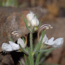 Teucrium pseudochamaepitys