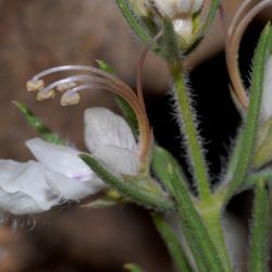 Teucrium pseudochamaepitys