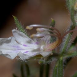 Teucrium pseudochamaepitys