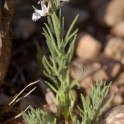 Teucrium pseudochamaepitys