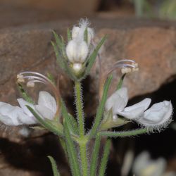 Teucrium pseudochamaepitys