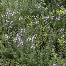 Teucrium pseudochamaepitys