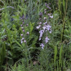 Teucrium pseudochamaepitys