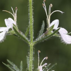 Teucrium pseudochamaepitys