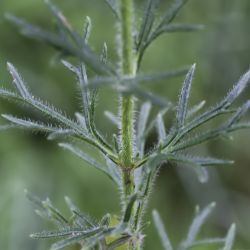 Teucrium pseudochamaepitys