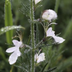 Teucrium pseudochamaepitys