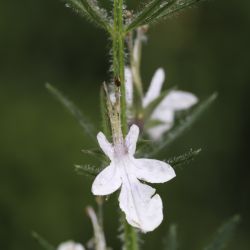 Teucrium pseudochamaepitys