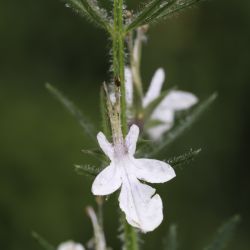 Teucrium pseudochamaepitys