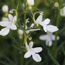 Teucrium pseudochamaepitys