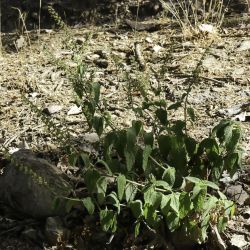 Teucrium pseudoscorodonia