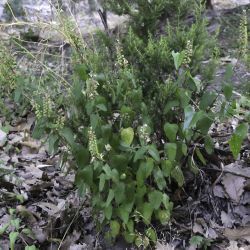 Teucrium pseudoscorodonia