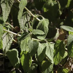 Teucrium pseudoscorodonia