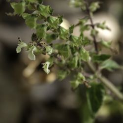 Teucrium pseudoscorodonia