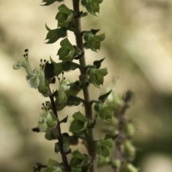 Teucrium pseudoscorodonia