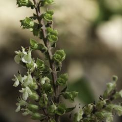 Teucrium pseudoscorodonia