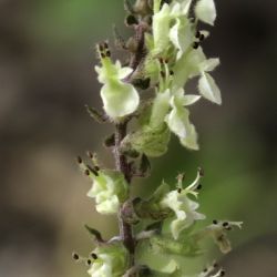 Teucrium pseudoscorodonia