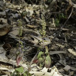 Teucrium pseudoscorodonia