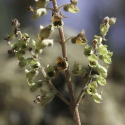 Teucrium pseudoscorodonia