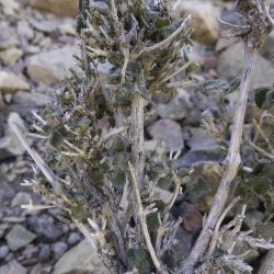 Teucrium rotundifolium subsp. rotundifolium